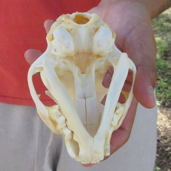 5" Bobcat Skull