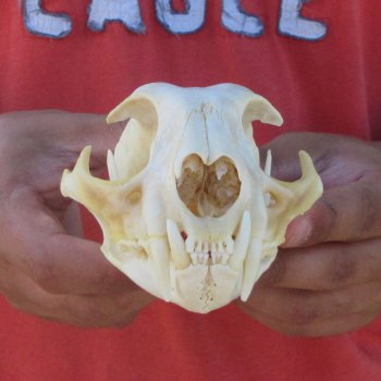 5-1/4" Bobcat Skull
