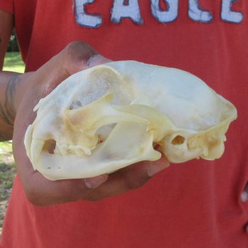 5-1/4" Bobcat Skull