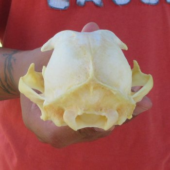 5-1/4" Bobcat Skull