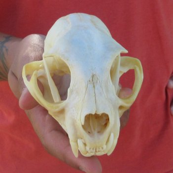 5-1/4" Bobcat Skull