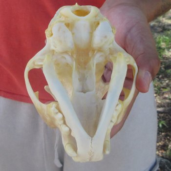 5-1/4" Bobcat Skull