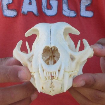 5-1/2" Bobcat Skull