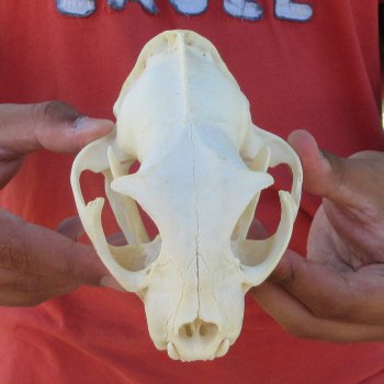 5-1/2" Bobcat Skull