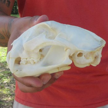 5-1/2" Bobcat Skull