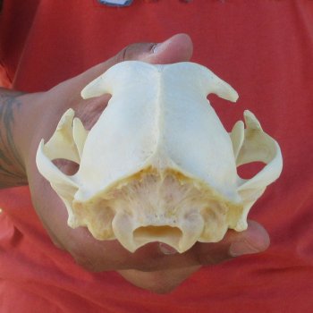 5-1/2" Bobcat Skull