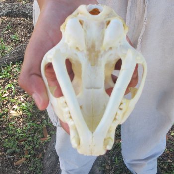 5-1/2" Bobcat Skull
