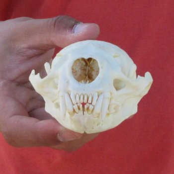 4-1/2" North American Otter Skull 