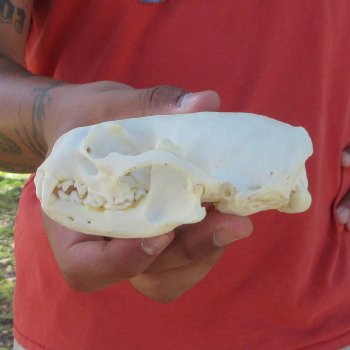 4-1/2" North American Otter Skull 