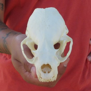 4-1/2" North American Otter Skull 