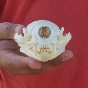 4-1/2" North American Otter Skull 