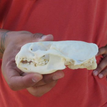4-1/2" North American Otter Skull 