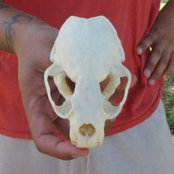 4-1/2" North American Otter Skull 