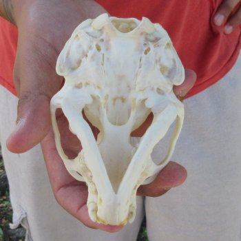 4-1/2" North American Otter Skull 