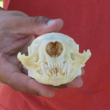 4-1/2" North American Otter Skull 