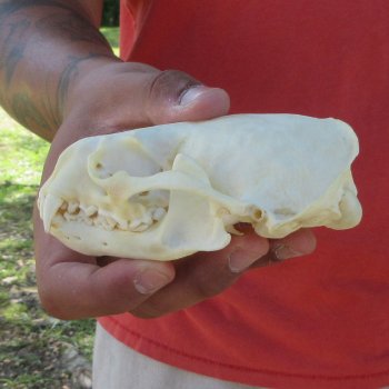 4-1/2" North American Otter Skull 