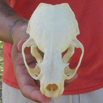 4-1/2" North American Otter Skull 