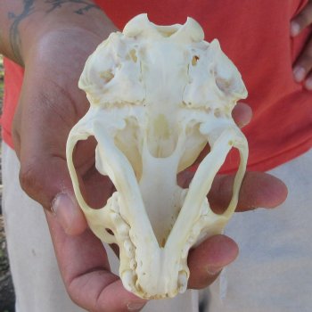 4-1/2" North American Otter Skull 
