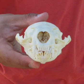 4-1/2" North American Otter Skull 