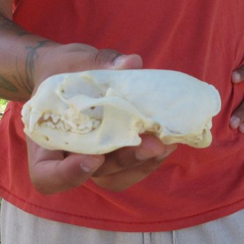 4-1/2" North American Otter Skull 