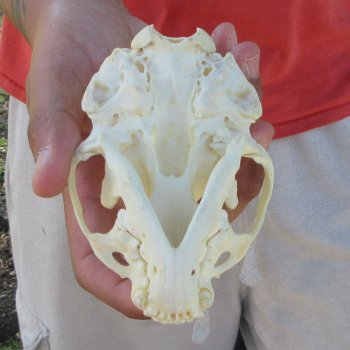 4-1/2" North American Otter Skull 