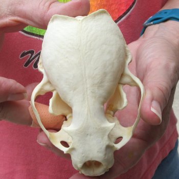 4-1/2" North American Otter Skull 