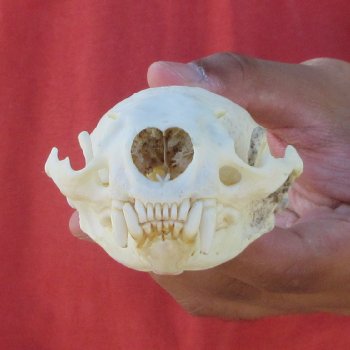 4-1/2" North American Otter Skull 