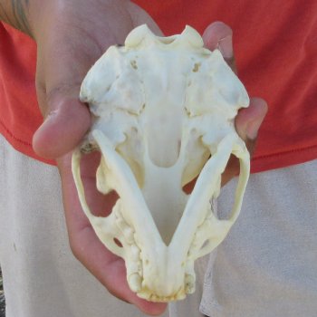4-1/2" North American Otter Skull 