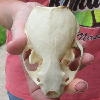 4-1/2" North American Otter Skull 