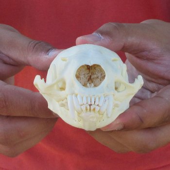 4-1/2" North American Otter Skull 
