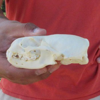 4-1/2" North American Otter Skull 