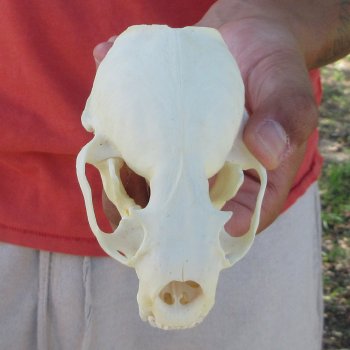 4-1/2" North American Otter Skull 