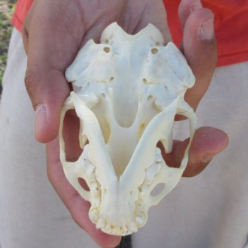 4-1/2" North American Otter Skull 
