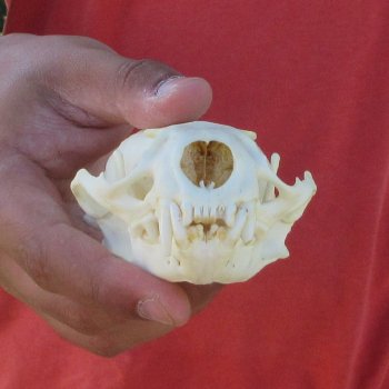 4-1/4" North American Otter Skull 