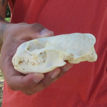 4-1/4" North American Otter Skull 