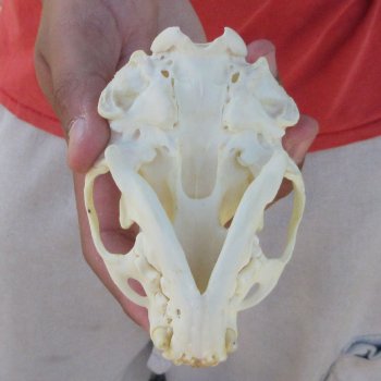 4-1/4" North American Otter Skull 