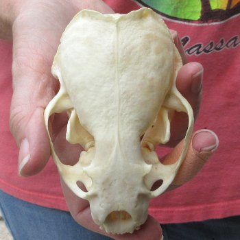 4-1/4" North American Otter Skull 