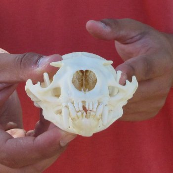 4-3/4" North American Otter Skull 
