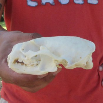 4-3/4" North American Otter Skull 