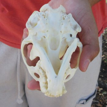 4-3/4" North American Otter Skull 