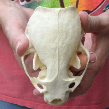 4-3/4" North American Otter Skull 