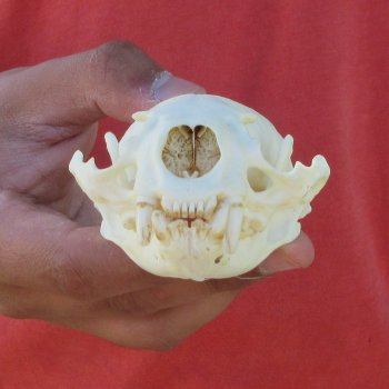 4-1/2" North American Otter Skull 