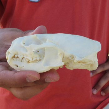 4-1/2" North American Otter Skull 