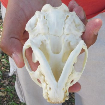 4-1/2" North American Otter Skull 