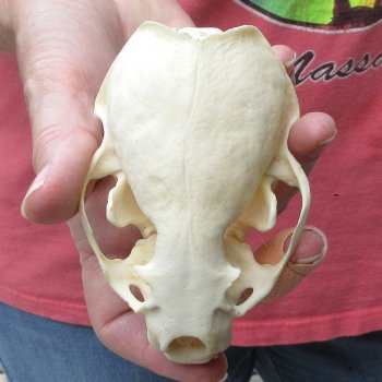 4-1/2" North American Otter Skull 