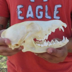 7-1/4" Coyote ...