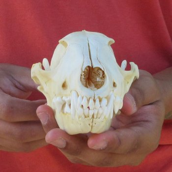 7-1/4" Coyote Skull 