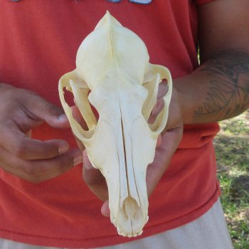 7-1/4" Coyote Skull 