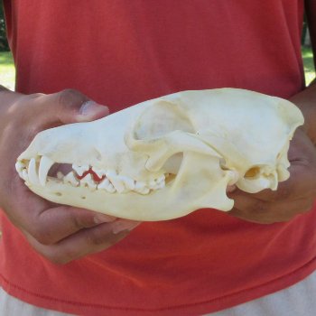 7-1/4" Coyote Skull 