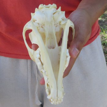 7-1/4" Coyote Skull 